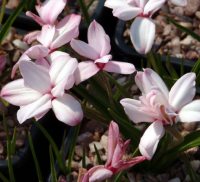 palest pink flowers in abundance