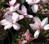 Show product details for Rhodohypoxis baurii Confecta