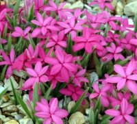Strong cerise pink flowers in masses