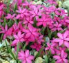 Show product details for Rhodohypoxis baurii Monty