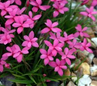 Dainty little pale pink flowers