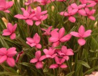 Strong pink flowered species