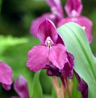 Big purplish flowers