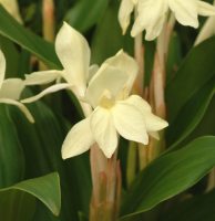 Nice big creamy yellow orchid like flowers