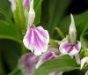 Roscoea purpurea Wi...