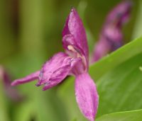 Purple flowers and lanceolate foliage