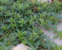 Glossy green needle-like foliage and red flowers.