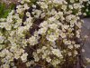 Show product details for Saxifraga Whitehill