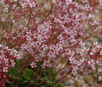 Saxifraga Winifred Bevington