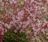 Saxifraga Winifred ...