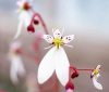 Show product details for Saxifraga cuscutiformis