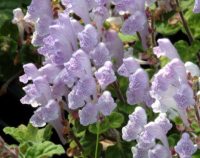 Lavender tubular flowers in spikes over sage green foliage.