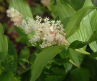 lovely plumes of highly scented creamy flowers .