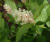 Show product details for Maianthemum racemosa
