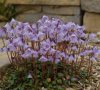 Soldanella Spring S...