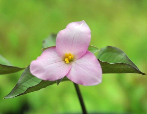 nursery specialities trilliums paris trillium nursery specialities trilliums paris trillium