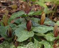 Strongly upright reddish petals and fresh green foliage.