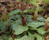 Show product details for Trillium cuneatum