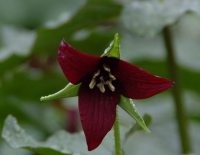 Rich red three petalled flowers