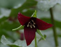 Rich red three petalled flowers