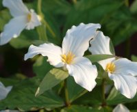 Large three petalled white flowers over green foliage.