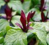 Trillium kurabayashii