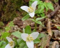 Nice white three petalled flowers over soft green foliage.