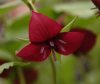 Trillium vaseyi