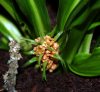 Tupistra aurantiaca