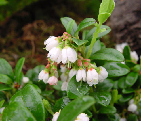 Image of Vaccinium ericaceous plant