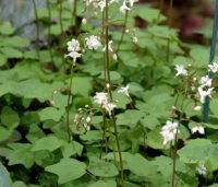 Clean white flowers and small fresh green leaves