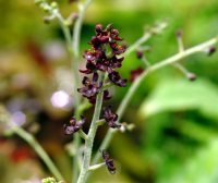 Nice chocolate coloured flowers on spikes.