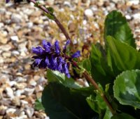 Violet-blue flowers on rigid stems above apple-green foliage.