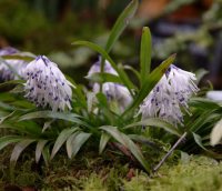 Violet tipped white pendulous flowers