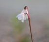 Acis autumnalis