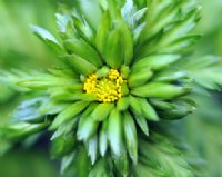 Long lasting green flowers