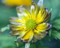 Pale lemon yellow flowers