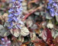 Blue flowers in spikes over brown foliage