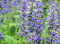 Rich blue candle-like flowers