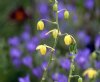 Show product details for Albuca shawii