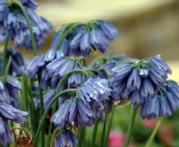 Nice pale blue flowers in terminal bunches.