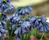 Show product details for Allium beesianum Hort