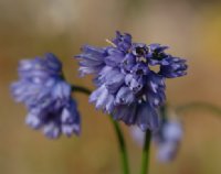 Rich blue flowers in bunches