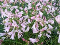 masses of pale pink flowers and grassy foliage