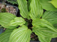 Silver veined foliage