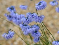 Nice blue flowers in bunches