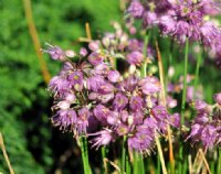 Nice rich pink flowers in spherical heads in late summer.