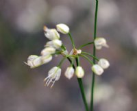 numerous small white tubualr flowers in loose flowerheads