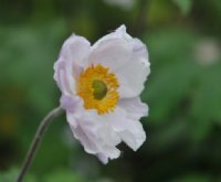 Anemone Dreaming Swan