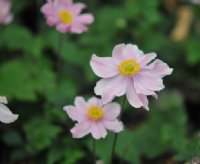 Lovely soft pink flowers over rich green foliage.